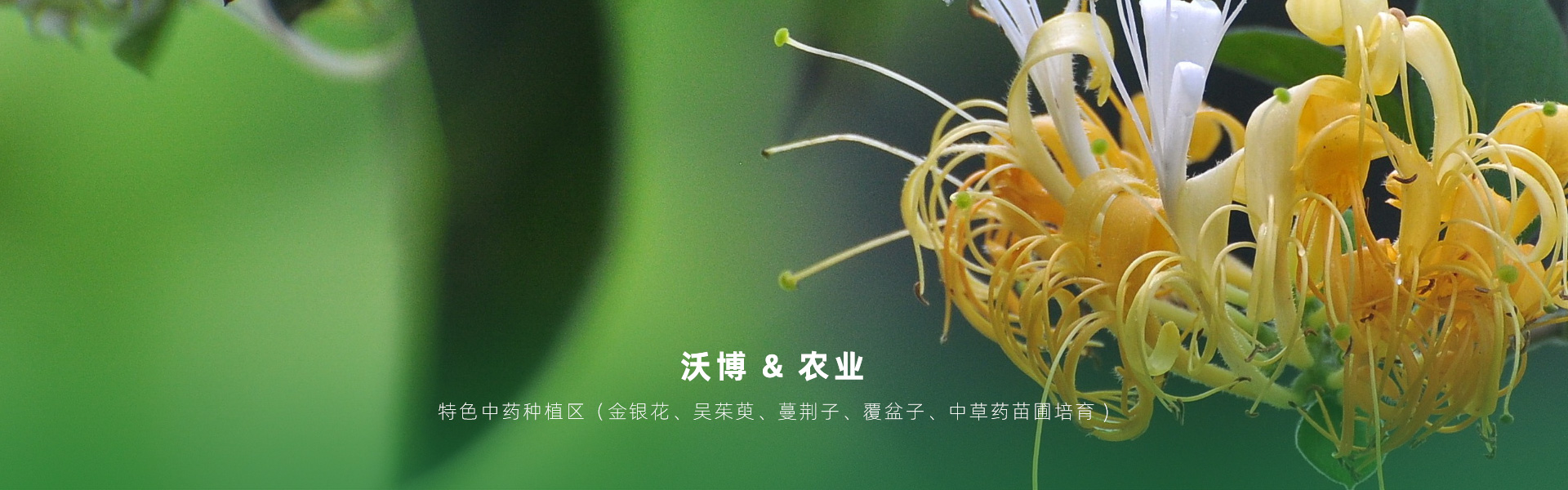 主要提供農業親子樂園旅游、江西中藥種植、江西樂平鮮果采摘體驗、江西夏令營研學、江西戶外拓展、江西旅游打卡、江西水上樂園游艇、江西沃博VR科技科普等服務項目。